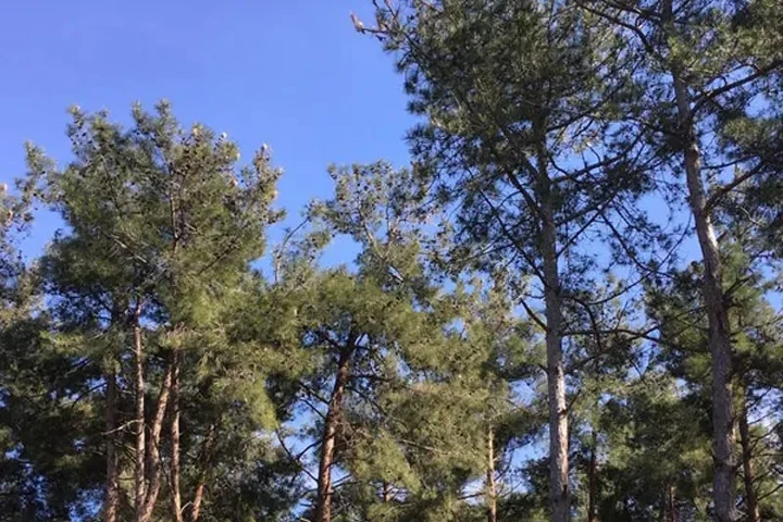 Atatürk Orman Mesire Alanı