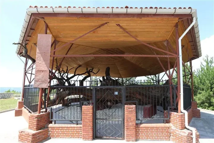 11. Mızık Çamı